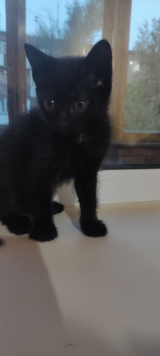 Котенок мальчик.