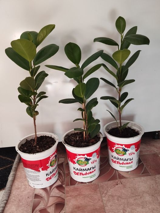 Фикус Микрокарпа