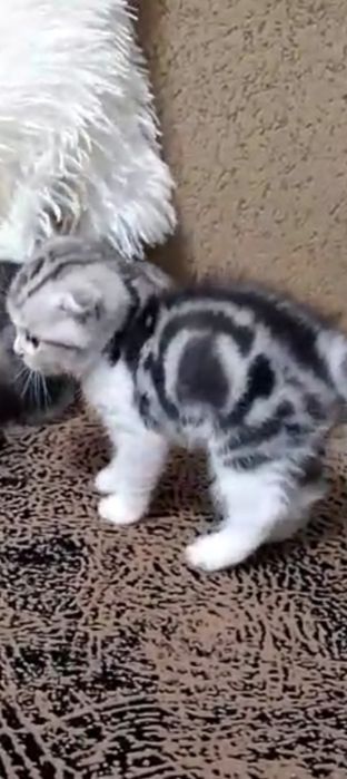 Котята плюшевые медвежата.