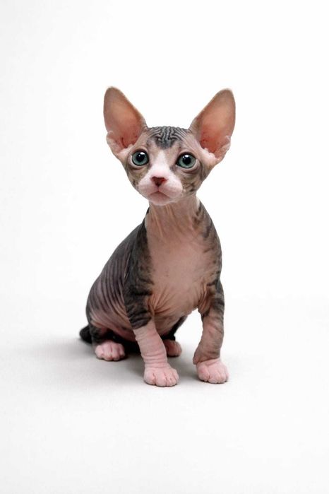 Продаётся котенок Канадского сфинкса, девочка| Окрас биколор табби