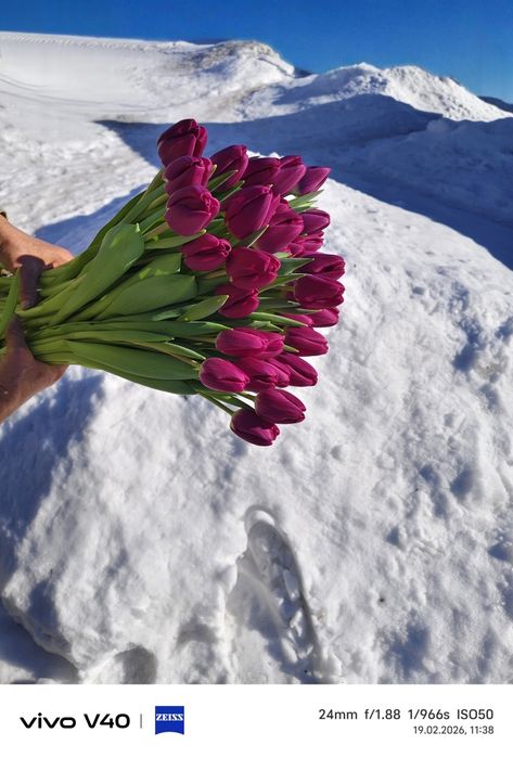 Тюльпаны Голландские