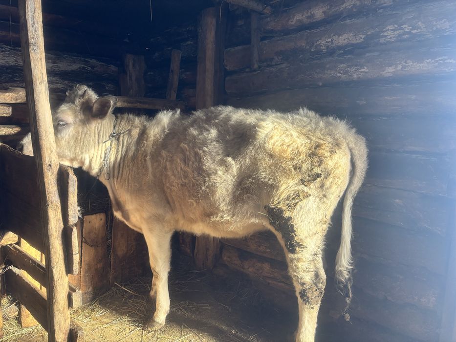 Продам телят годовалых