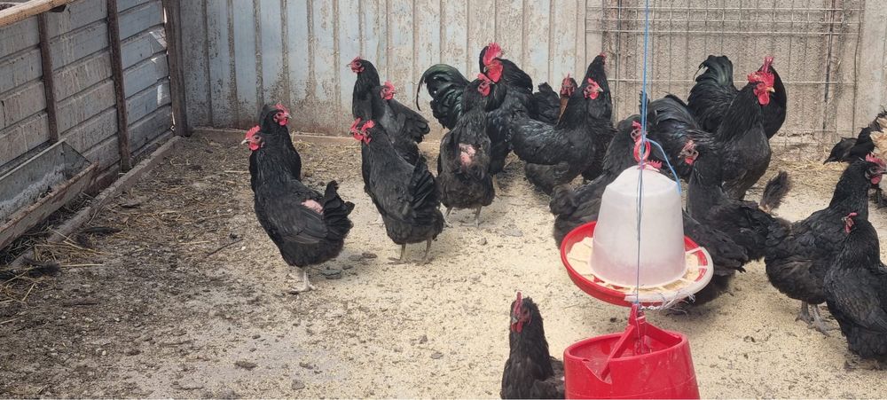 Vand oua australorp pentru incubat