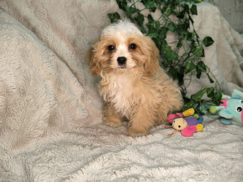 Vand baietel Cavapoo crem F1