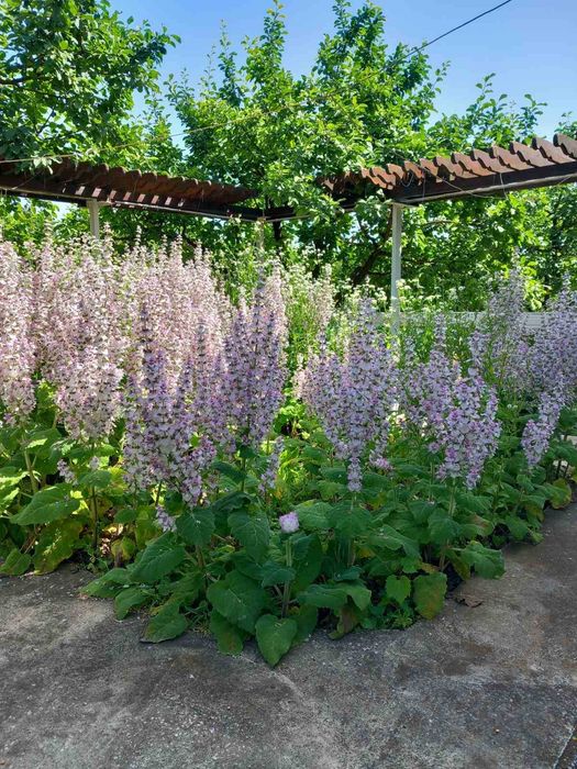 Къща с.Бистра обл.Търговище