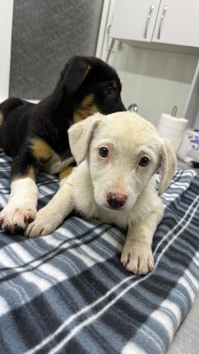 Щеночки девочки бесплатно