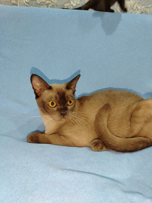 Котята породы бурма