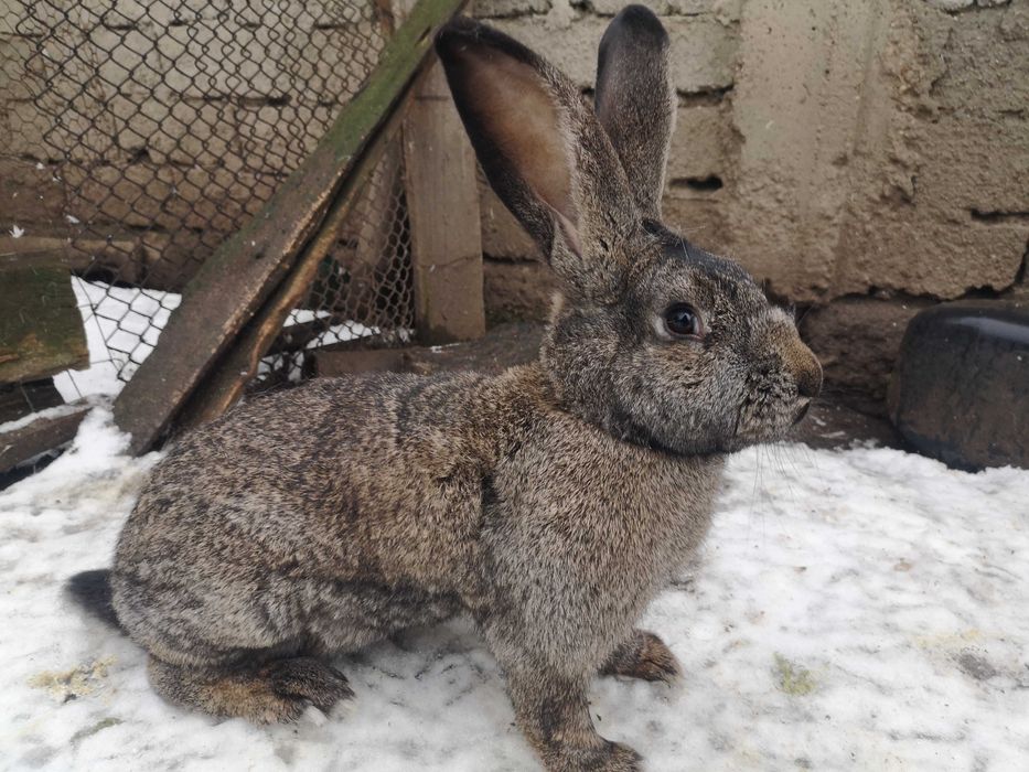 Femelă Uriaș German Gri fier - calitate bună!