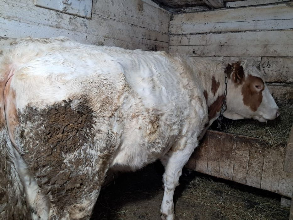 Продам стельную тёлку.