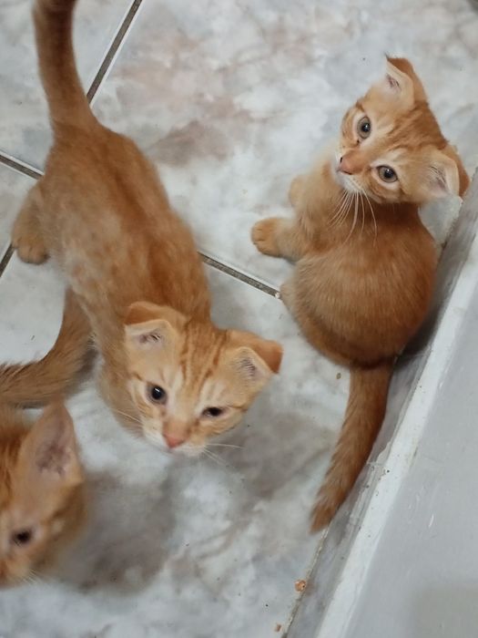 Отдам бесплатно красивый котят