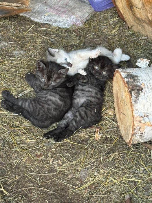 Отдам.         котят