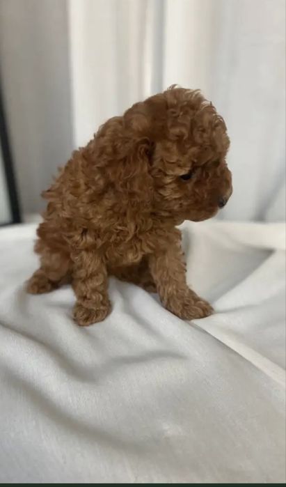 Малышка той пуделя.