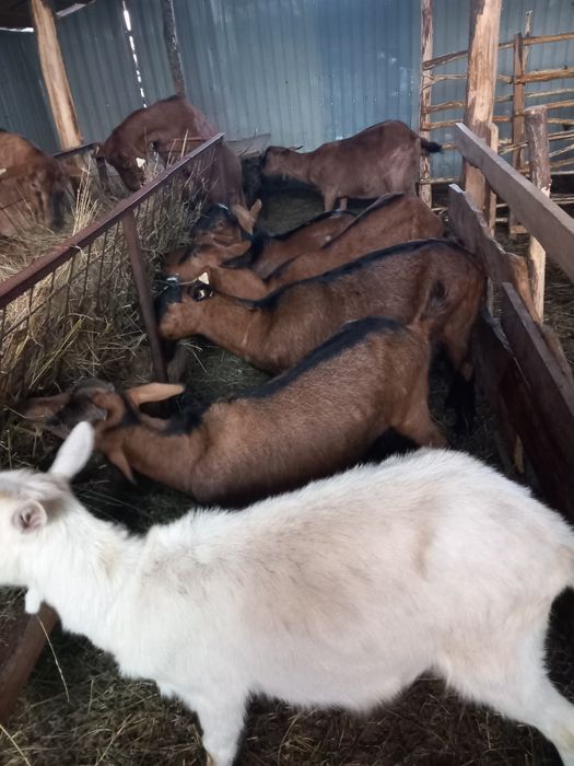 Vand  sau schimb 11  capre sannen și alpina franceză