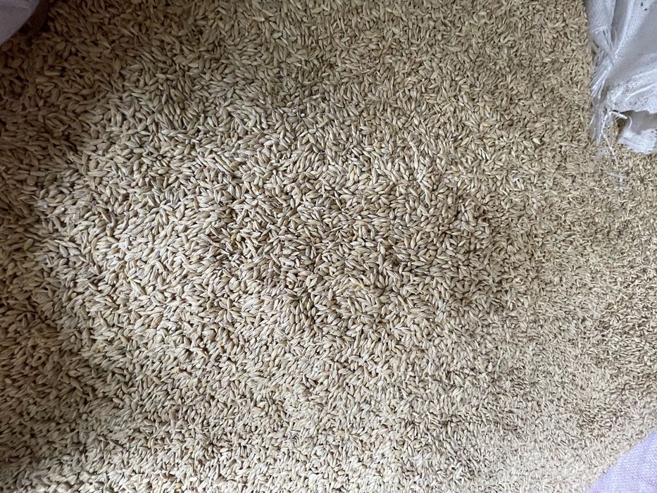 Vand orzoaica de primavara  de samanta si orz