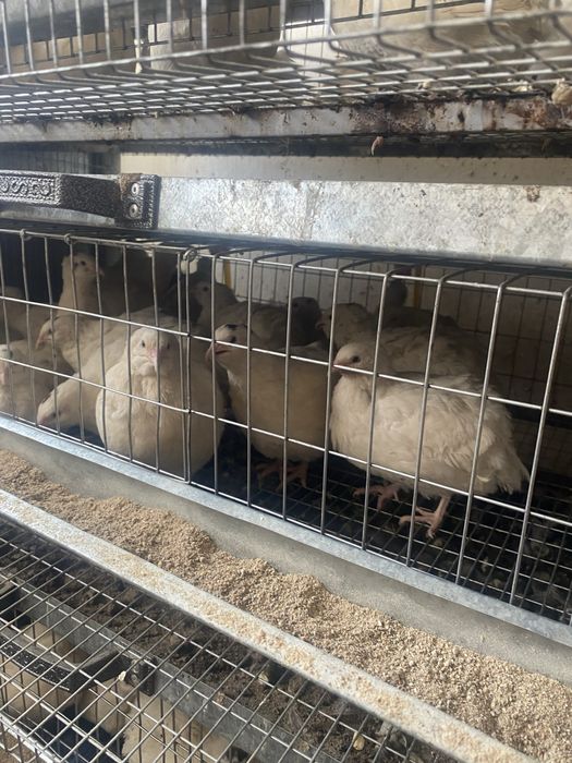 Продам перепелиные яйца