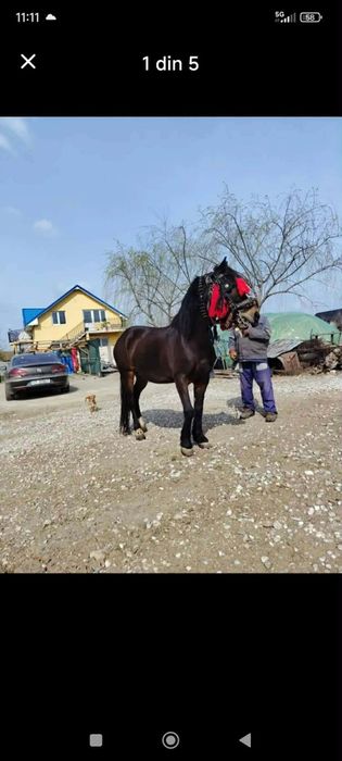 De vanzare iapa buna de ham
