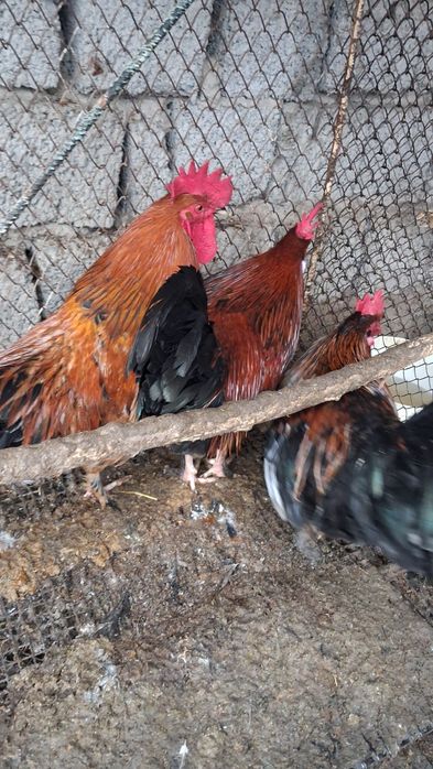 Xõroz Damashni Sotiladi