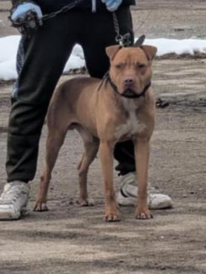 Продава се Питбул