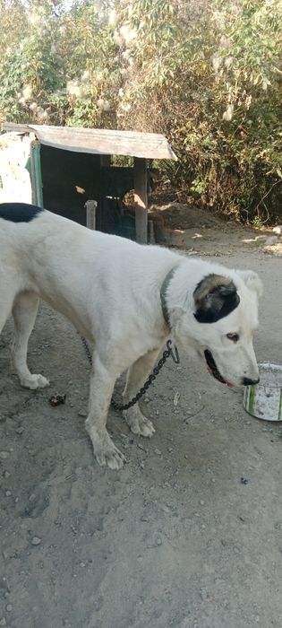 Алабай девочка 2года