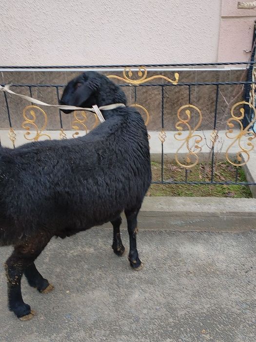 Toza xisori solu qoy xali tugmagan