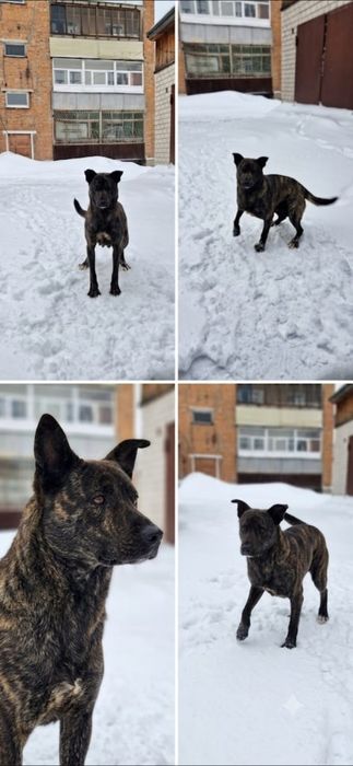 Собака   с редким   тигровым   окрасом.  В   ДОБРЫЕ  РУКИ!   в