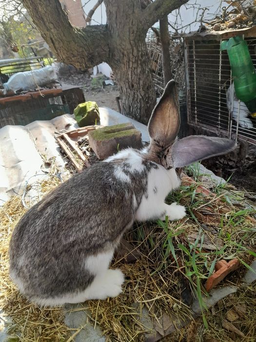 Продавам зайци..