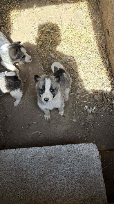 Лайка күшіктер сатылады