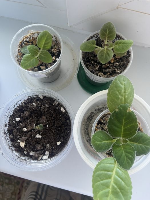 Глоксиния, тидея