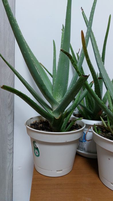 Продам алоэ цветы