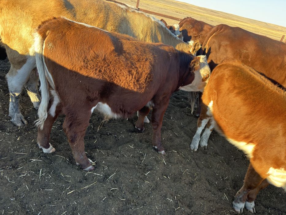 Продам подсос бычков