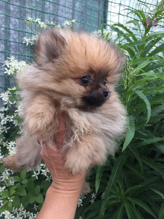 щенки померанского шпица