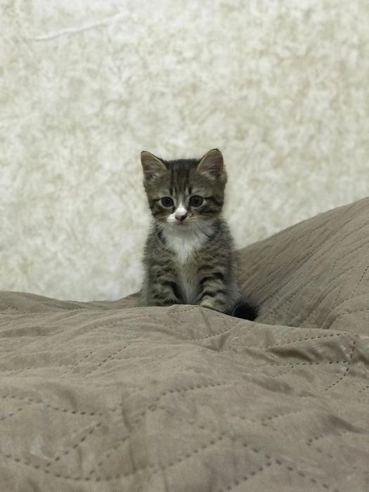 Котёнок,2 месяца,мальчик