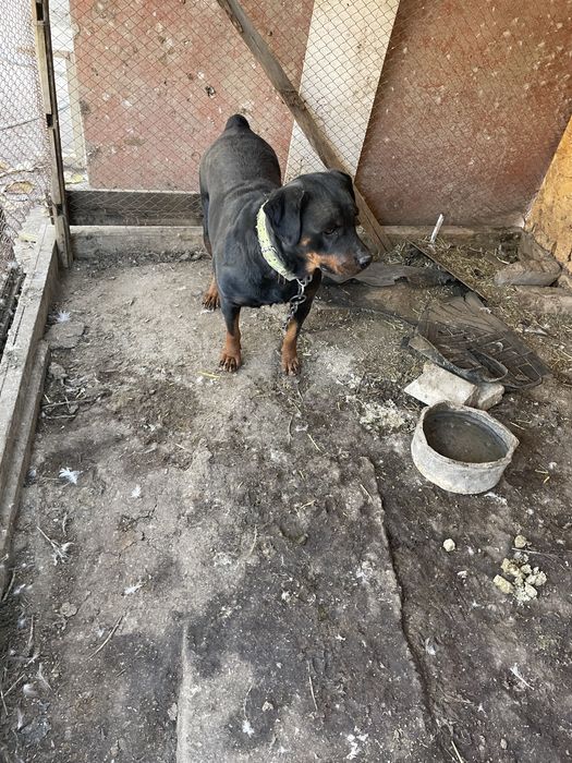 Продается собака Ротвейлер