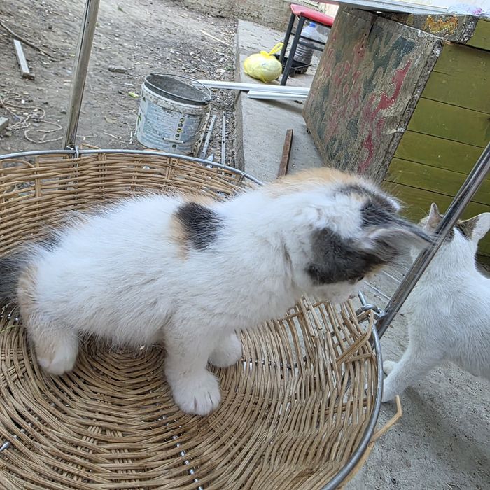 Котята в добрые руки.