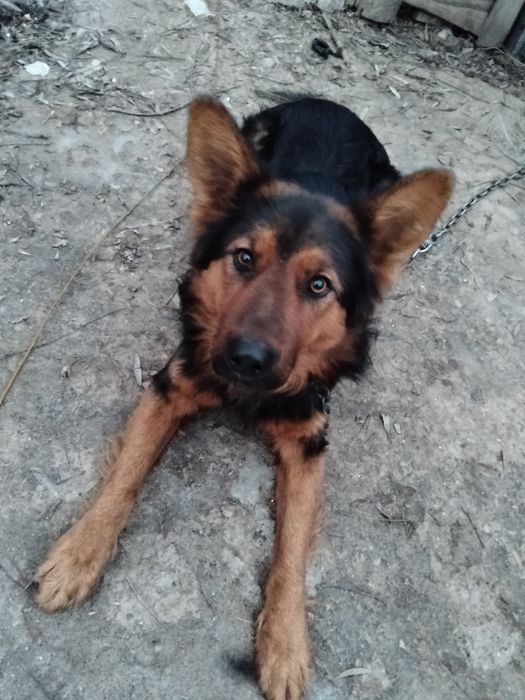 Продам авчарку кабель