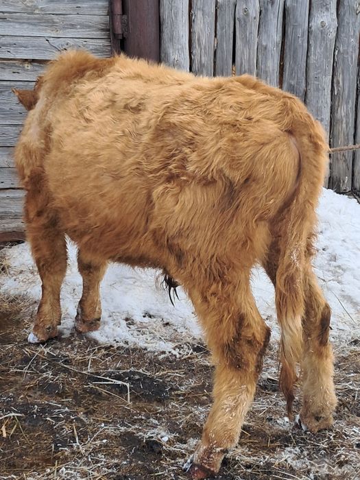 Продам бычка годовалого