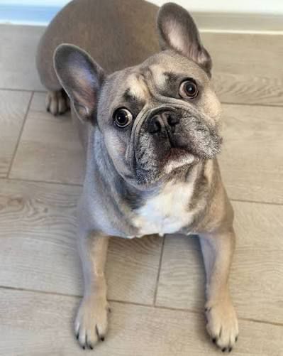 Французский бульдог в добрые руки
