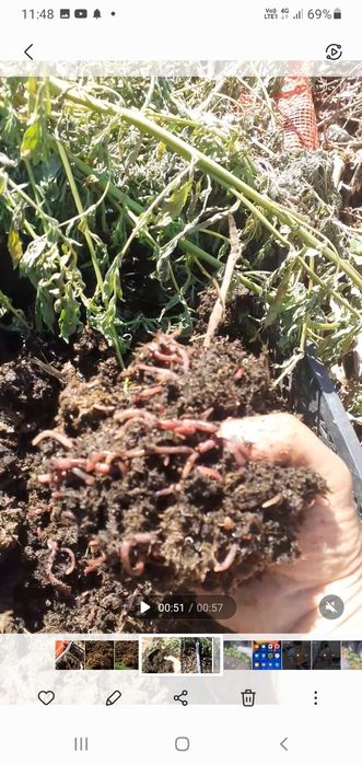 шылаушын Черы биогумус