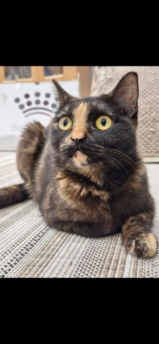 Бесплатно кошечка