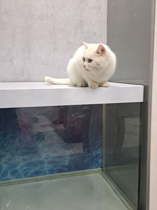 Британ скотш страйт