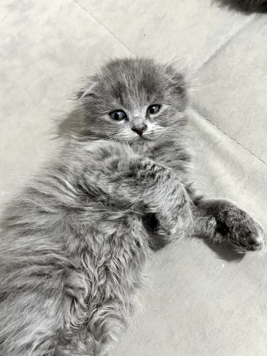 Продается вислоухий крупный котенок