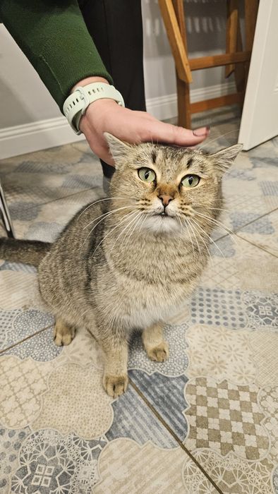 Отдам в добрые руки