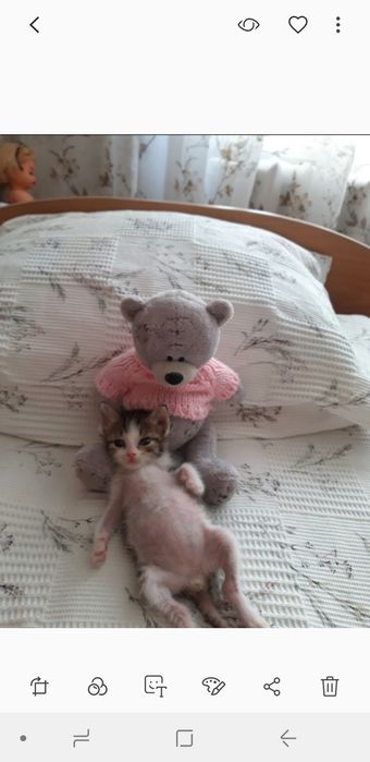 Котёнок в добрые и ответственные руки.