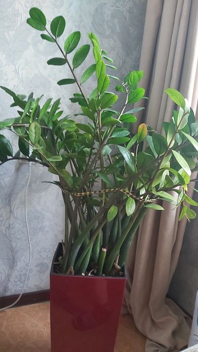 Цветы комнатные в горшке