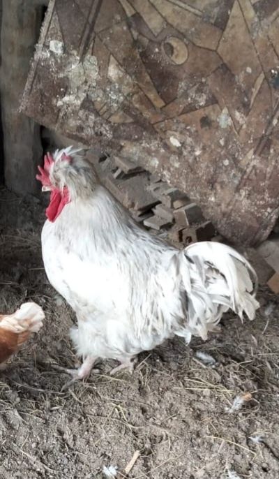 Продаётся    петух