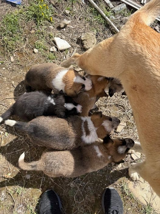 Отдам щенят в хорошие руки