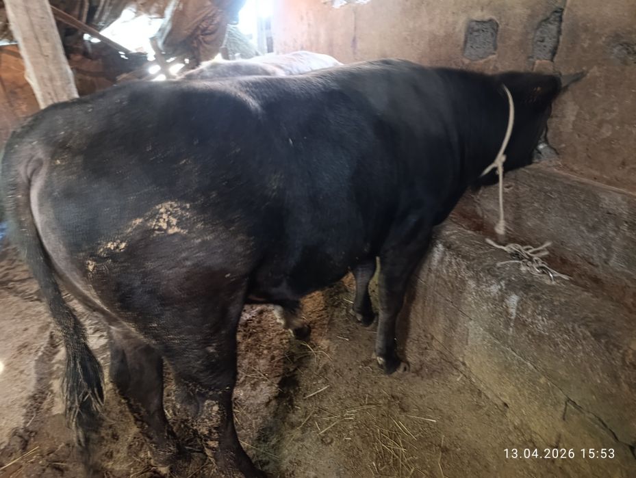 Продам двух хороших быков