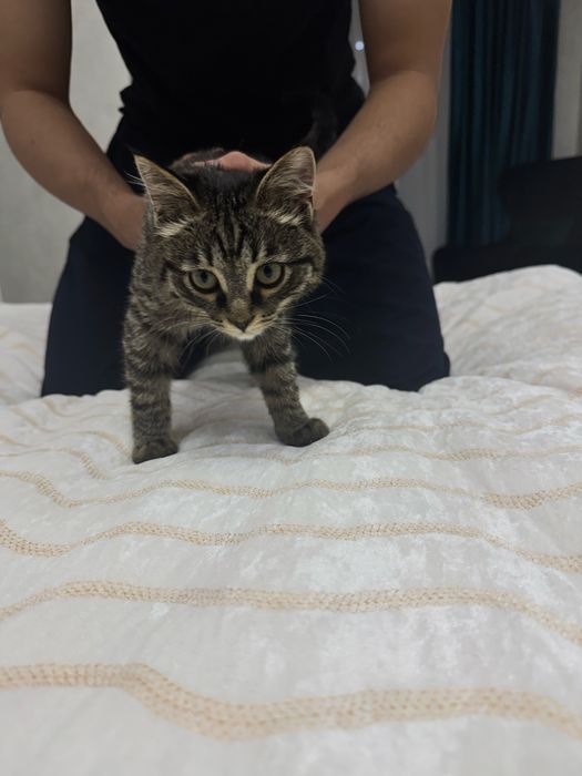 Котенок бесплатно