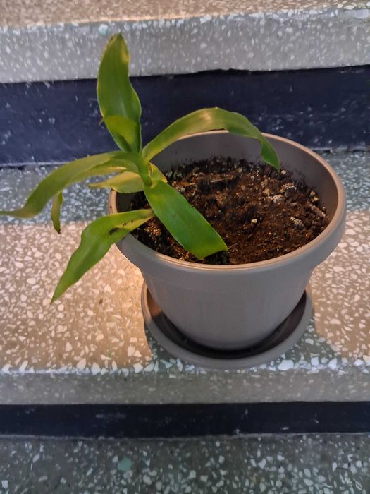 Стайни цветя - бегония, коледничета