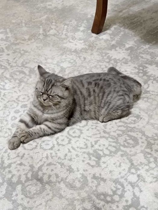 Продаётся породистый котик